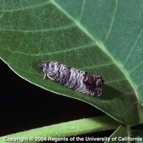 Adult male codling moth