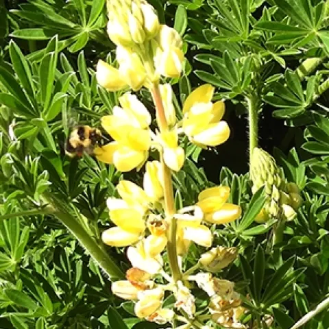 A black-tailed bumble bee, Bombus melanopygus, foraging on lupine at Bodega Bay on April 24. (Photo by Kathy Keatley Garvey)