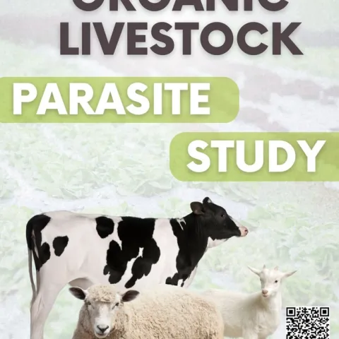 Organic Livestock Parasite Study. Images of a cow, sheep laying down and a white goat. A QR code for the survey is above the UC Davis logo.