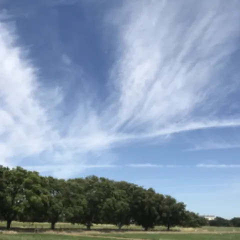 Orchard under a blue sky