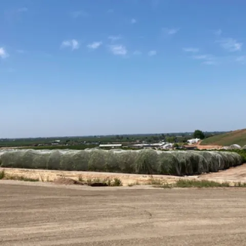 Citrus grove covered in screening material