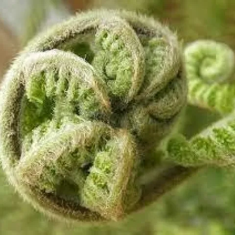 2023 2Horticultural01