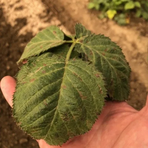 Purple spots on top of blackberry leaf common to downy mildew infection. Photo Mark Bolda, UCCE.