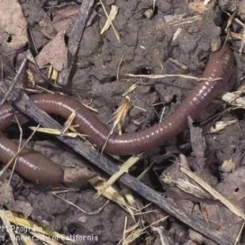 earthworm