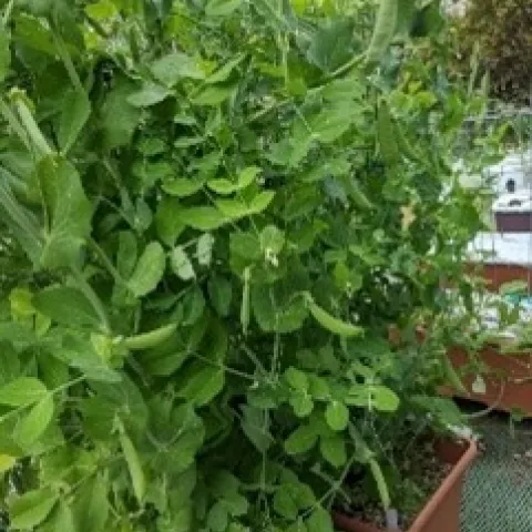 Snap pea photos by Nanelle Jones-Sullivan