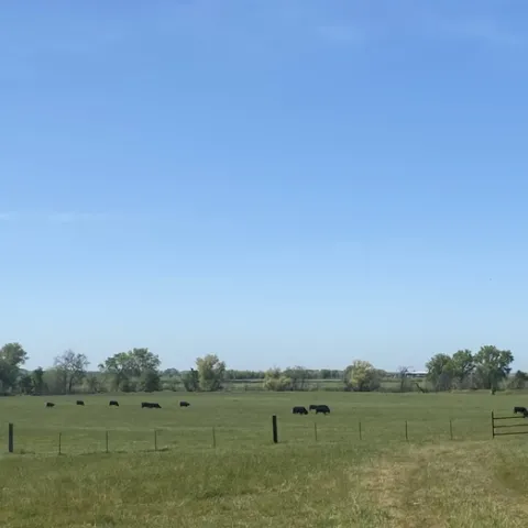 Cows grazing on rangeland near Lincoln, CA