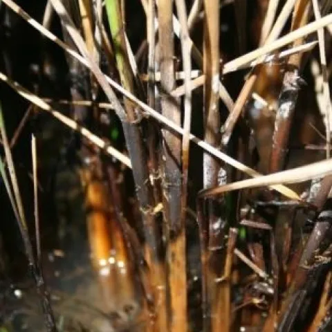 Several rice stems that have turned nearly black as a symptom of stem rot