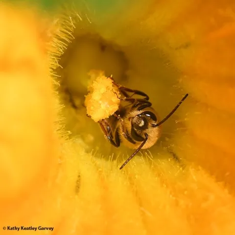 A squash bee, Peponapis pruinosa, pollinating a squash. (Photo by Kathy Keatley Garvey)