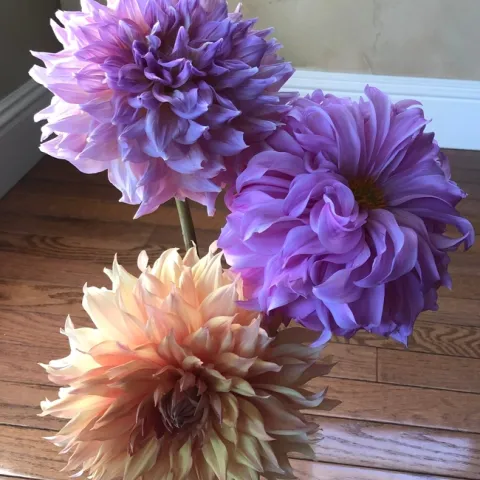 Bonaventure and Bluetiful Walker