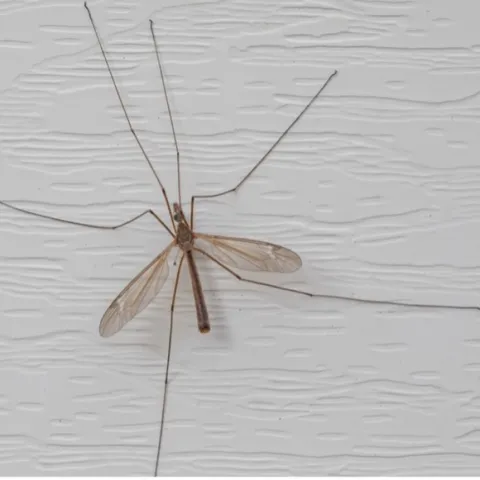 An adult crane fly.
