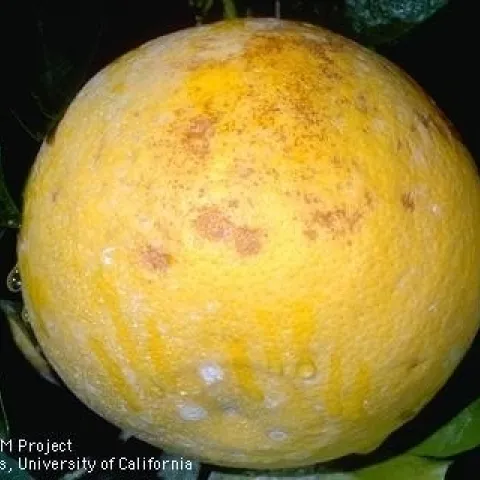 grapefruit frost damage