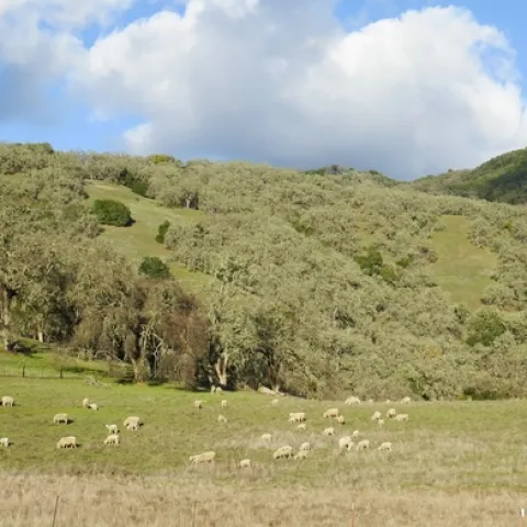 A view of Hopland Research and Extension Center in October 2018, after the River Fire, before pasture regrowth.