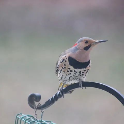 293/365/3945 (March 31, 2019) - Common Flicker at my Bird Feeders (Saline, Michigan) - March 31st, 2019 by cseeman is licensed under CC BY-NC-SA 2.0.