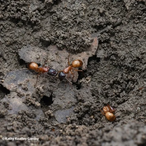 These are carpenter ants, Camponotus semitestaceus, as identified by UC Davis 2020 alumnus and ant researcher Brendon Boudinot, an Alexander von Humboldt Research Fellow at the Institute of Zoology and Evolutionary Research at Friedrich Schiller University Jena. (Photo taken in Vacaville, Calif. by Kathy Keatley Garvey)