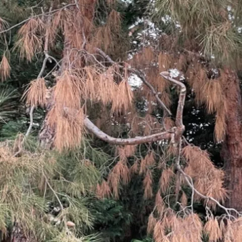 Este árbol está infectado con hong que causa el cranco fantasma del pino, que puede ser mortal para los árboles. Fotografía por Akif Eskalen, UC Davis
