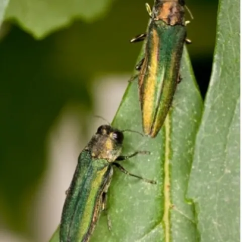 Two adult emerald ash borers on a leaf. Photo by Stephen Ausmus, USDA.
