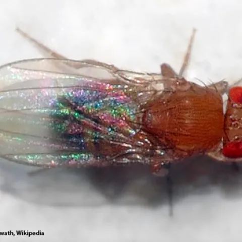 This is the fruit fly, Drosophila melanogaster, that Katie Thompson-Peer uses in her biological research. (Photo by André Karwath, Wikipedia)