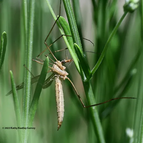 A crane fly resting in a Spanish lavender bed in Vacaville, Calif. Crane flies are sometimes called "mosquito eaters," but they do not eat mosquitoes. (Photo by Kathy Keatley Garvey)