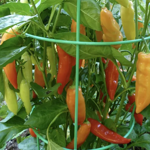 Summer peppers, Candace Simpson
