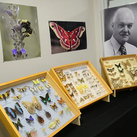 Scene from a recent Bohart Museum of Entomology Moth Night. The portrait is of UC Davis entomologist Richard Bohart, for whom the Bohart Museum is named. (Photo by Kathy Keatley Garvey)