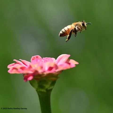 A honey bee, Apis mellifera, leaving a zinnia. (Photo by Kathy Keatley Garvey)