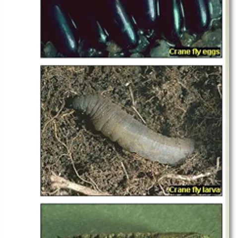 2 Crane Fly Larvae - photo from UCIPM