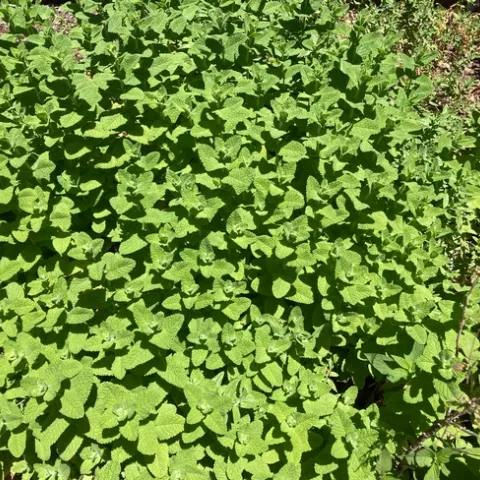 photos by Michelle Davis