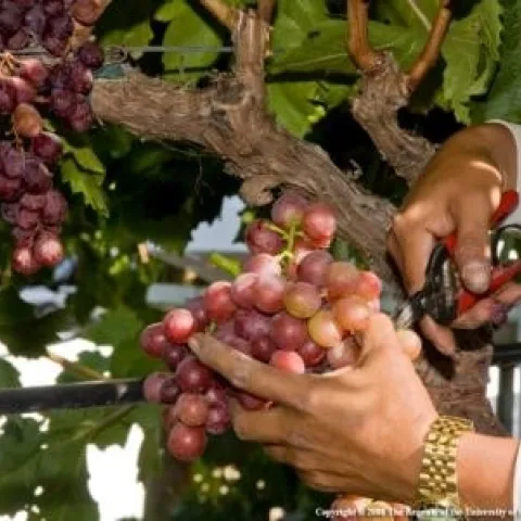 Photo of person harvesting grapes