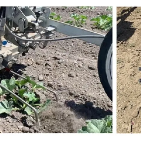 Figure 1. Robovator (left) and finger weeder (right) at WSREC and Dos Palos, CA, 2022.