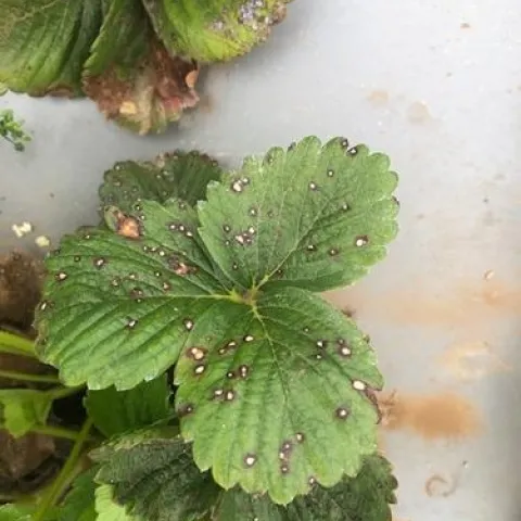 Strawberry leaf spot on a strawberry plant off of the beach in Santa Cruz County. Note the white centers and purple margins. Photo Mark Bolda.