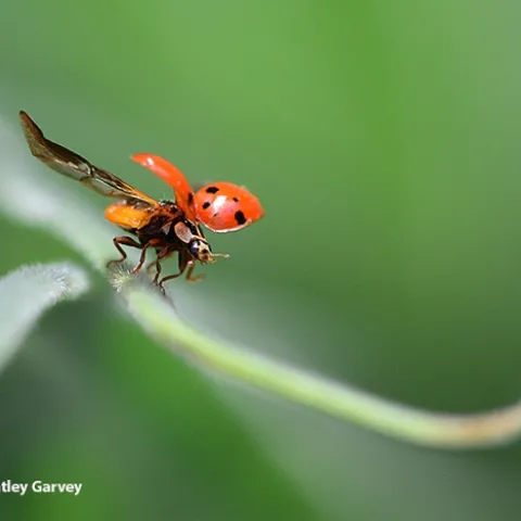 Lady beetles, aka ladybugs, are among the most recognizable of insects, but most people never see them take flight. (Photo by Kathy Keatley Garvey)