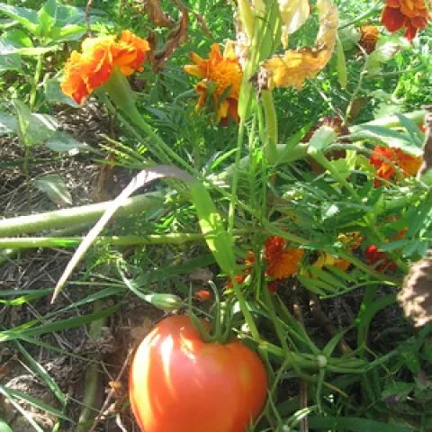 Tomato and french marigolds by henna lion is licensed under CC BY-NC 2.0.