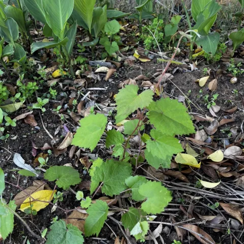 Randomly popping up.