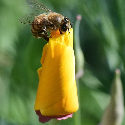 "Open up!" A honey bee attempts to enter a California golden poppy. (Photo by Kathy Keatley Garvey)