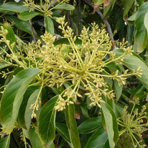 avocado flower