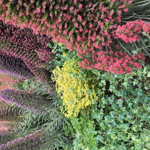 Tall spires of Echium wildpretii in a Napa home garden credit Cindy Watter