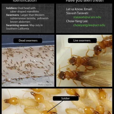 A poster showing Formosan termite swarmers, soldiers, and workers.