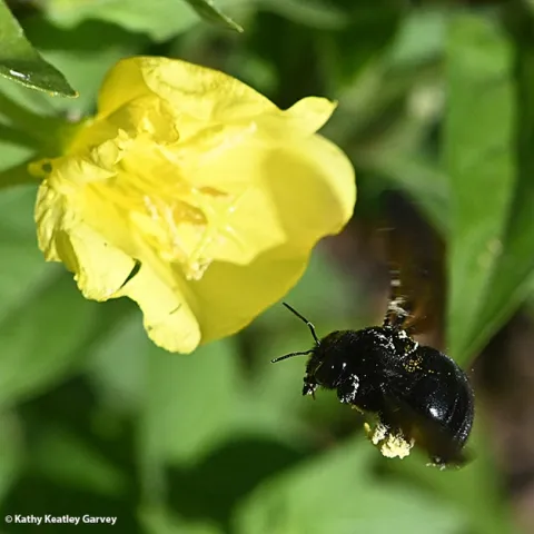 A female Valley carpenter bee, Xylocopa sonorina, heads for evening primrose in a Vacaville pollinator garden. (Photo by Kathy Keatley Garvey)