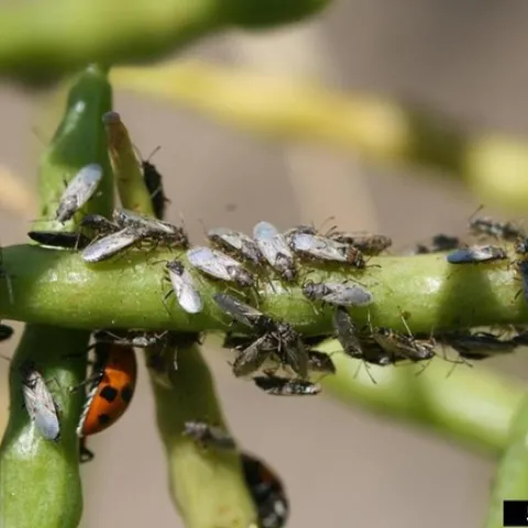 Numerous slender, blackish gray insects congregating on a seed pod.