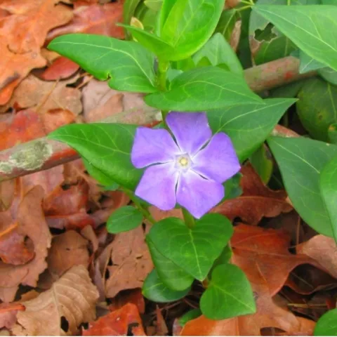 lone periwinkle flower
