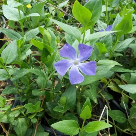 Five petaled purple flowered groundcover with a center resembling a star.