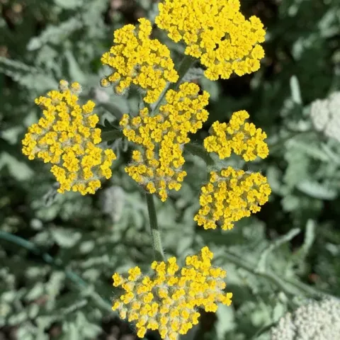 Yellow yarrow. Laura Kling