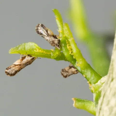 Adult Asian citrus psyllids and eggs. Photo: M. Lewis, Center for Invasive Species Research, UC Riverside
