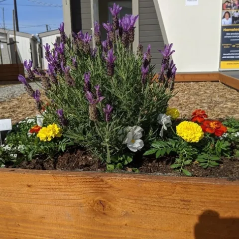 Raised garden beds with lavender, herbs and flowers