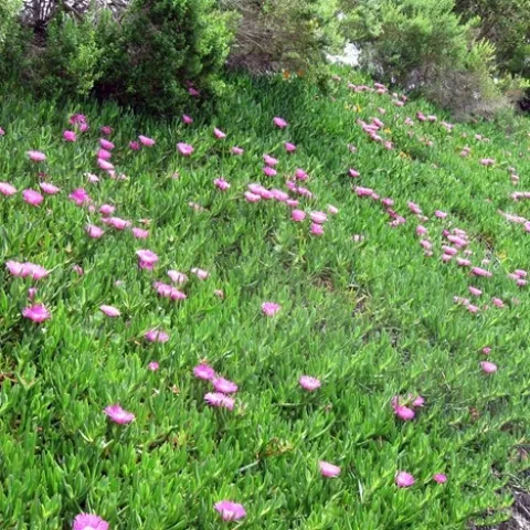 A patch of highway iceplant