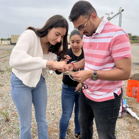 Three college students place leaves and twigs into a container for analysis.