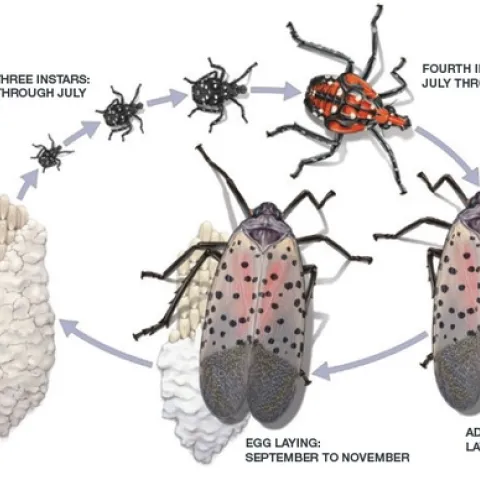 Lifecycle of spotted lanternfly.