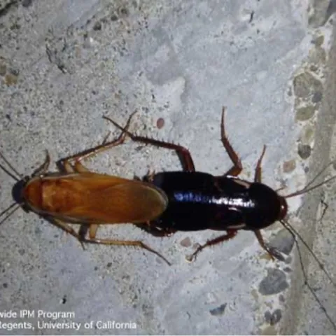 Male (left) and female (right) Turkestan cockroach, Blatta lateralis, mating on a concrete wall outdoors. Photo by Andrew M Sutherland, UCCE, UC IPM.
