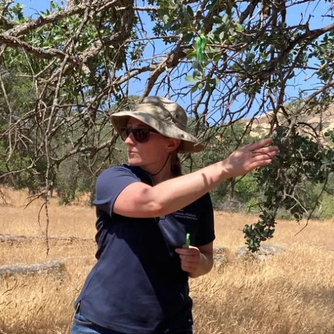 UCCE advisor Rebecca Ozeran explains a simple oak tree monitoring system.