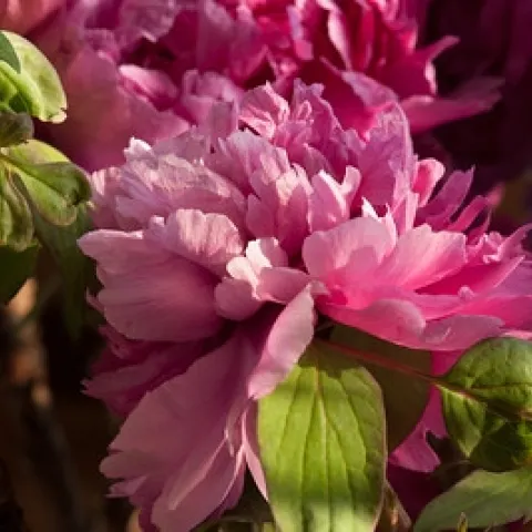 Peony flower by llee_wu is licensed under CC BY-ND 2.0.